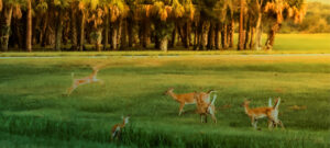 Mob of deer in a field