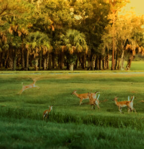 Mob of deer in a field